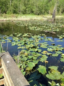 mcclane creek nature trail