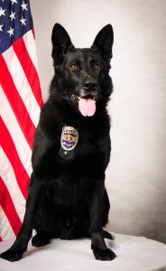 police dog