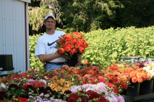 dahlias