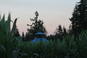 corn maze
