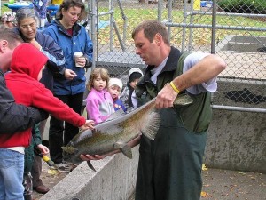 salmon migration
