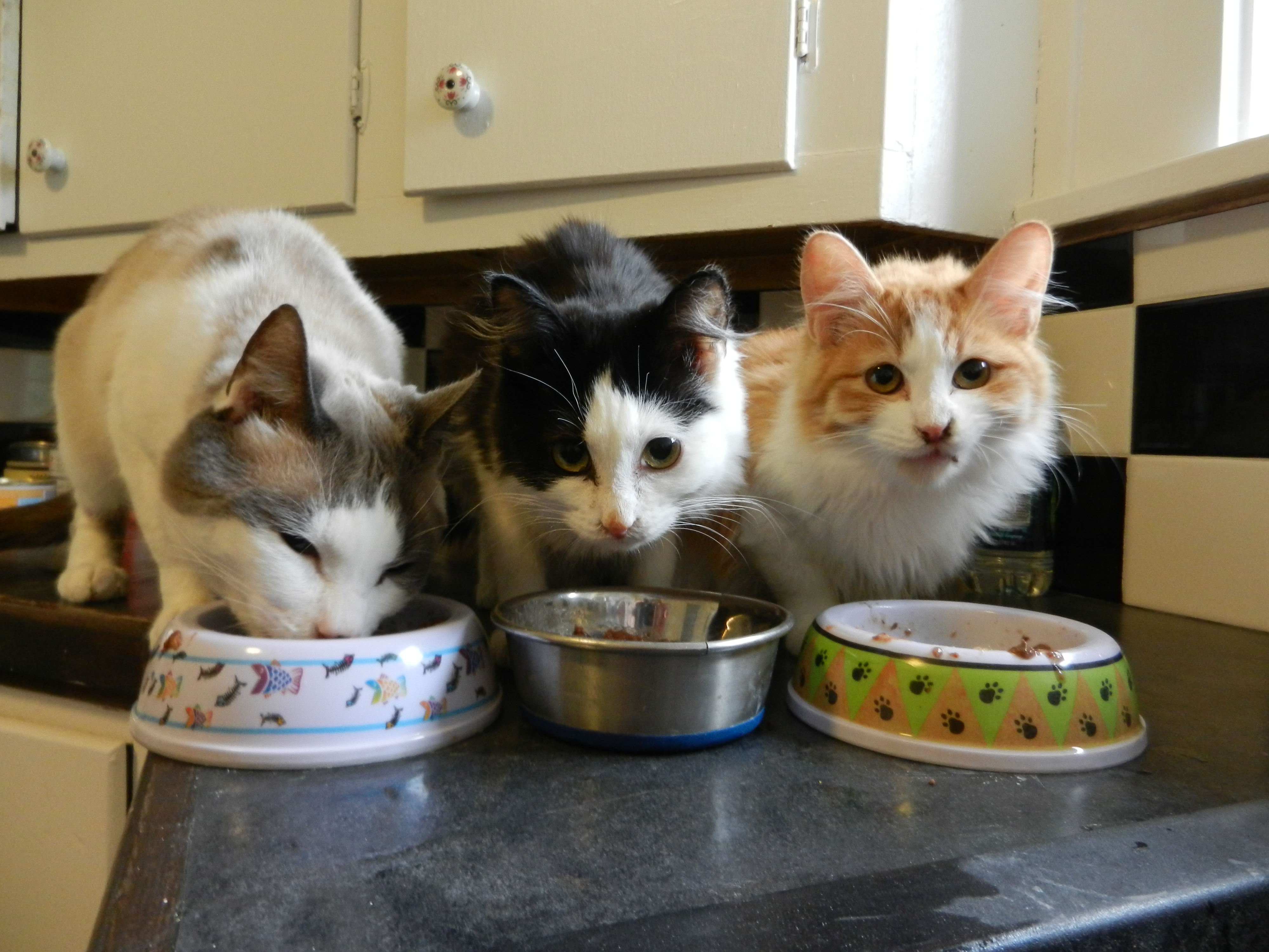 Concern For Animals Speaks Up For Those Who Can't - ThurstonTalk