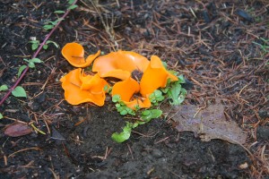 mushroom