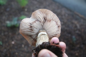 mushroom