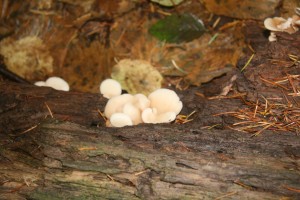 mushroom