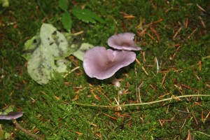 mushroom