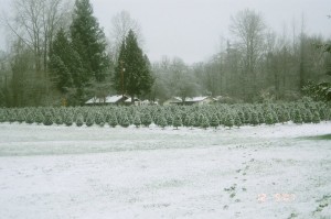 Schilter Farm's Christmas Trees covered in a rare Thurston County snow.