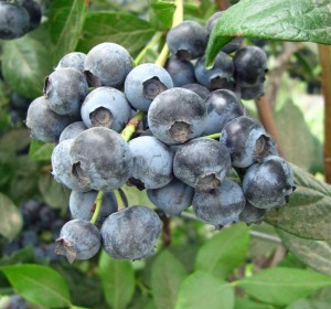 blueberries