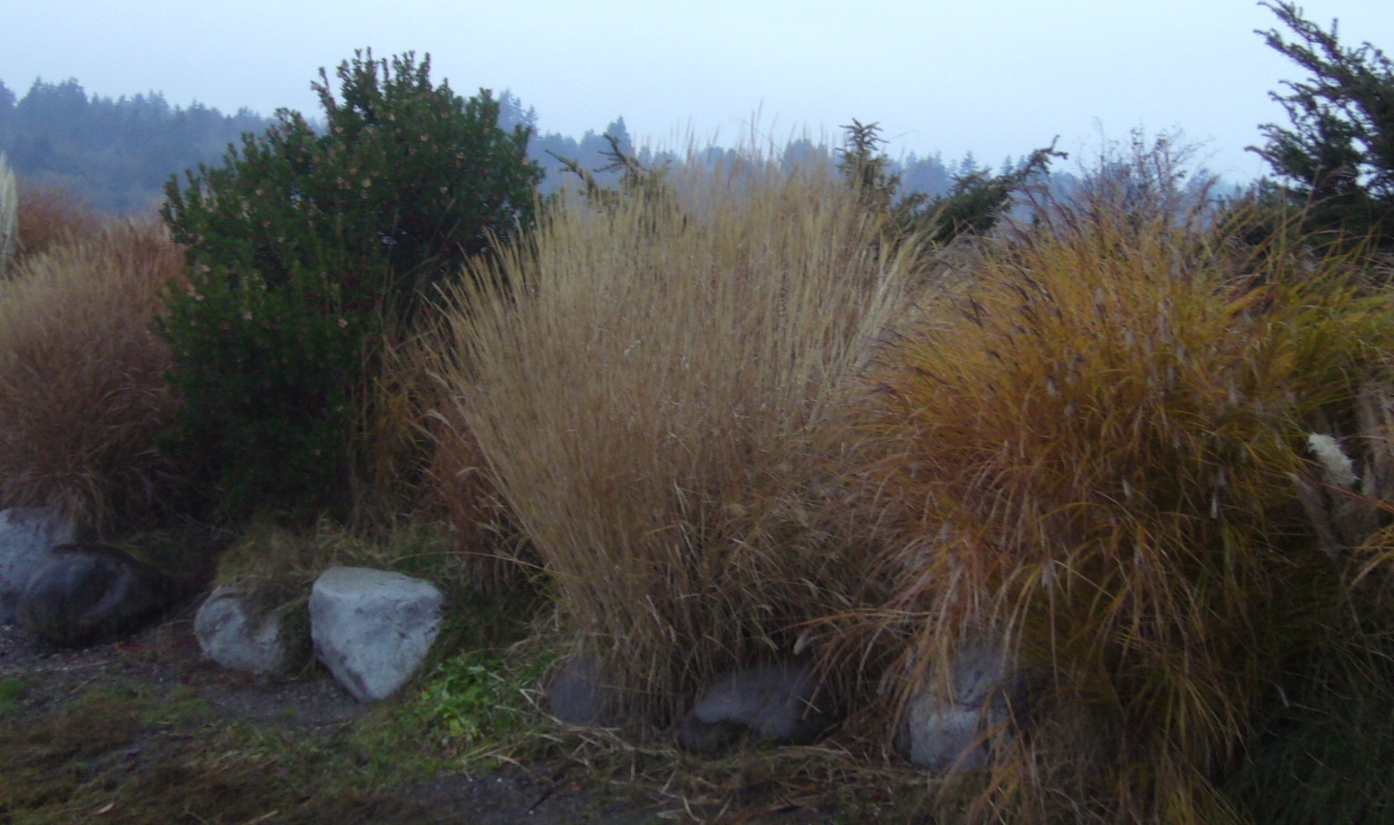 Percival Landing Yashiro Japanese Garden Beautifully Different