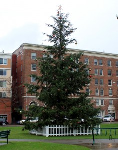 holiday spirit tree at sylvester park