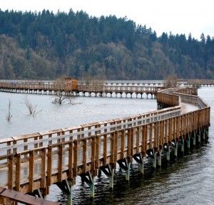 At high tide, the Estuary trail is completely over the water for easy waterfowl viewing.