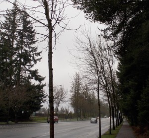 Trees bare during the winter line College Street in Lacey.