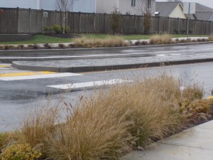 winter roadside plantings Yelm Highway and Boulevard