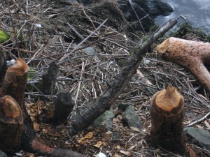 urban safari - capitol lake Beaver-gnawed trees near 5th Avenue urban safari capitol lake