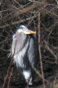 urban safari capitol lake Great Blue Herron 3 urban safari capitol lake