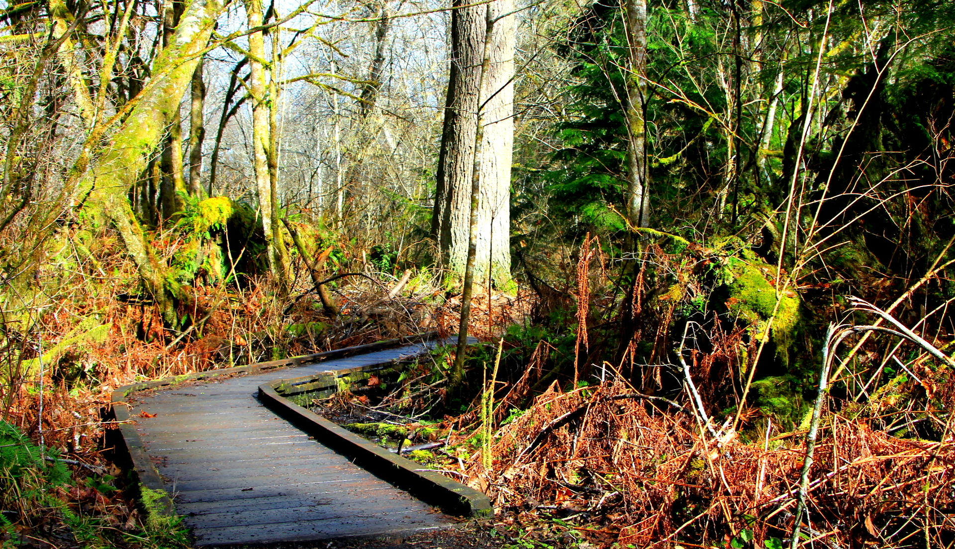 Olympias Watershed Park Through A