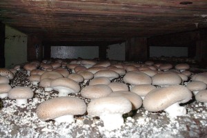ostrom mushrooms portabella