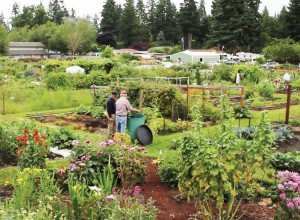 panorama city lacey wa