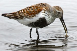 dunlin closeup eating