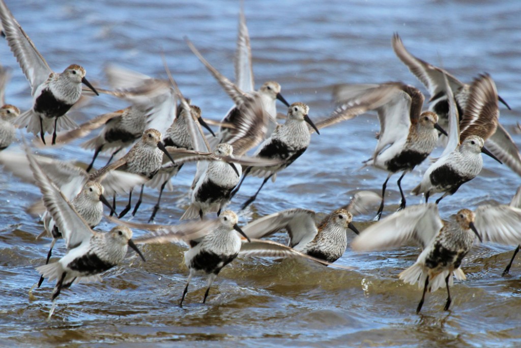 Exploring The Grays Harbor Shorebird Festival ThurstonTalk