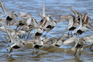 flying dunlin closeup  2