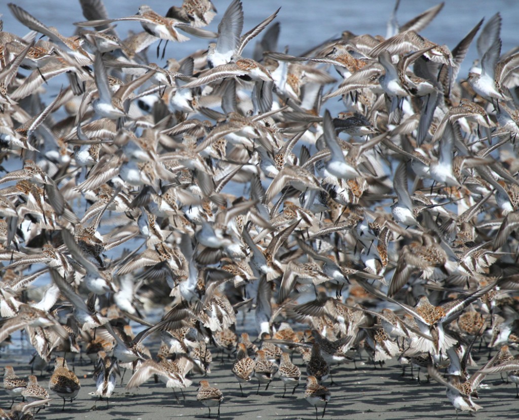 Grays Harbor Shorebird Festival ThurstonTalk