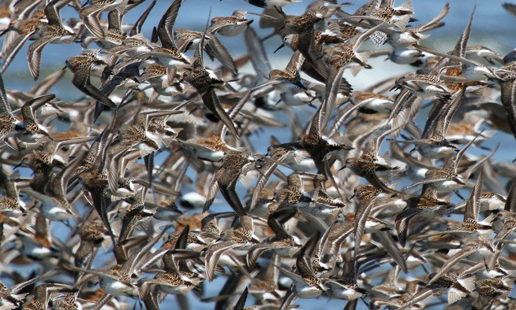 Grays Harbor Shorebird Festival ThurstonTalk