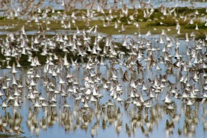 western sandpipers with water reflection