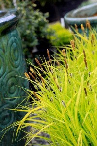 Bowle's Golden Sedge displayed against one of The Plant Place's beautiful ceramic pots.