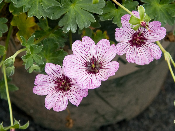 Uretfærdig Baron Oprigtighed Thurston County Garden Expert Talks About Hardy Geraniums - ThurstonTalk