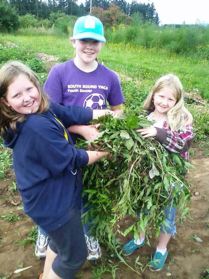 YMCA Summer Camp - Farm to Table ymca summer camp olympia