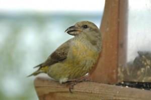 olympia backyard bird