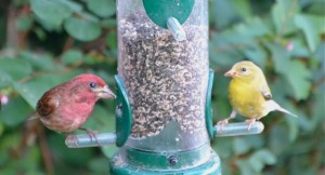 olympia backyard bird