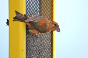 olympia backyard bird