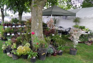 lacey farmers market