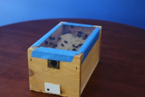 olympia bee nest removal