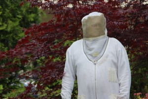 olympia bee removal