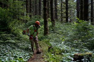 capitol forest volunteers