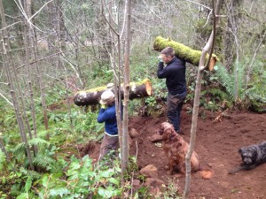 capitol forest volunteers