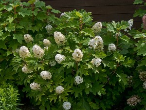 Hydrangea are loved in the northwest for their easy care and showy, reliable summer blooms.