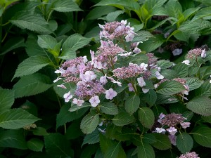 Hydrangea