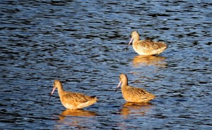 nisqually national wildlife refuge