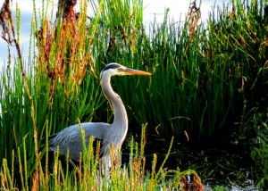 nisqually national wildlife refuge