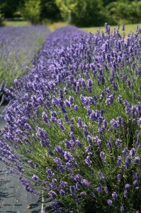 olympia lavender farm