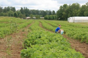 olympia u-pick farm