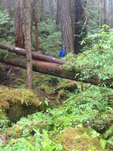 staircase hike olympics