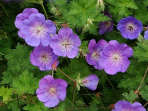 Hardy Geraniums, such as Geranium Rozanne shown here, are good candidates for the shearing form of deadheading.