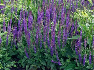 Salvia East Friesland-12