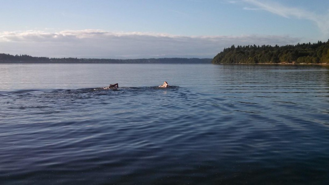 budd inlet swim
