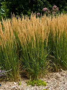 Calamagrostis Karl Foerster-17cmx